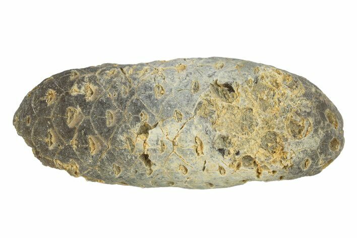 Fossil Cycadophyte Seed Cone - Boujdour, Morocco #255045